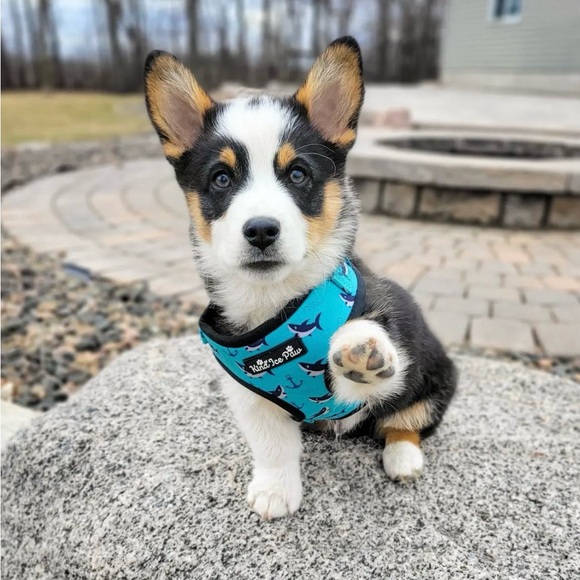 ✨ BRAND NEW Shark Dog Harness | Adjustable | Beach-Ready! - Picture 2 of 7